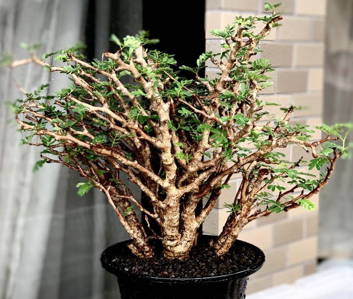 センナ メリディオナリス 種子 植物 | www.vinoflix.com